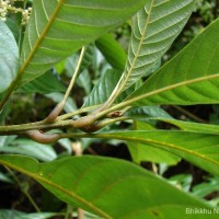 Meliosma simplicifolia (Roxb.) Walp.